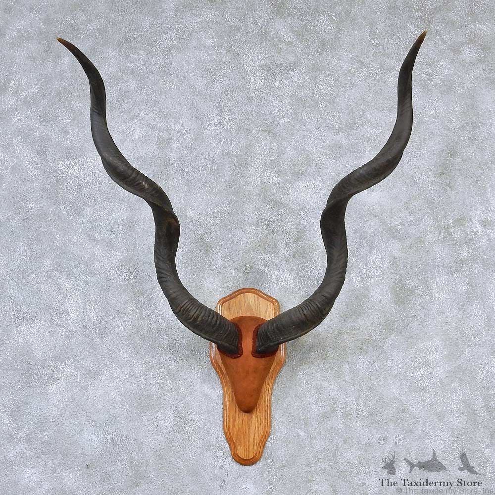 Greater Kudu Horns Taxidermy Mount #13193 For Sale @ The Taxidermy Store