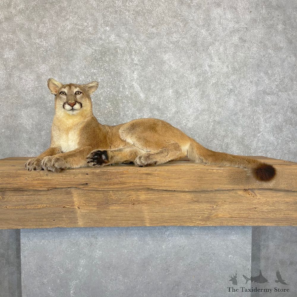 Mountain Lion Life-Size Mount For Sale #24131 @ The Taxidermy Store