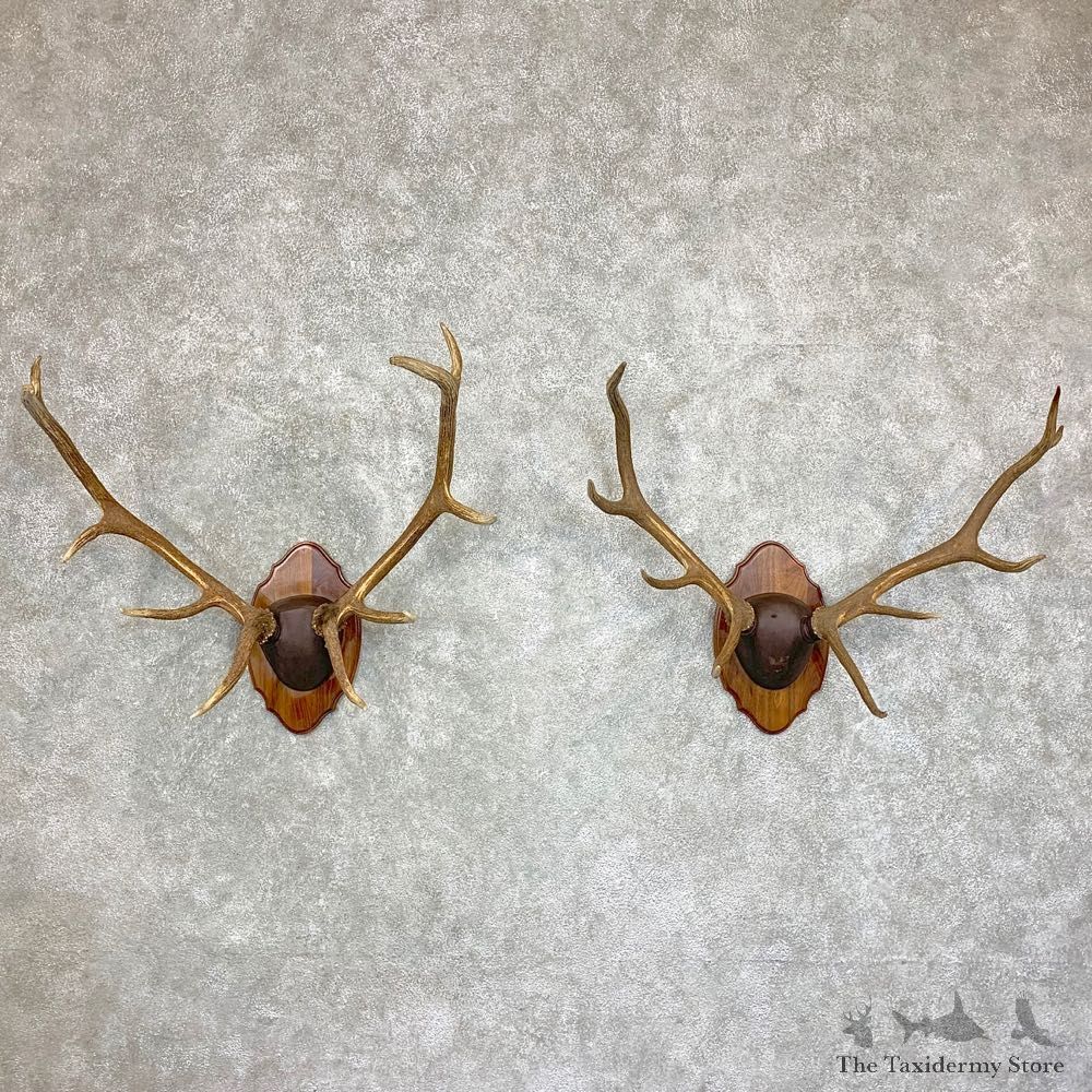 Rocky Mountain Elk Plaque Mount For Sale #21942 @ The Taxidermy Store