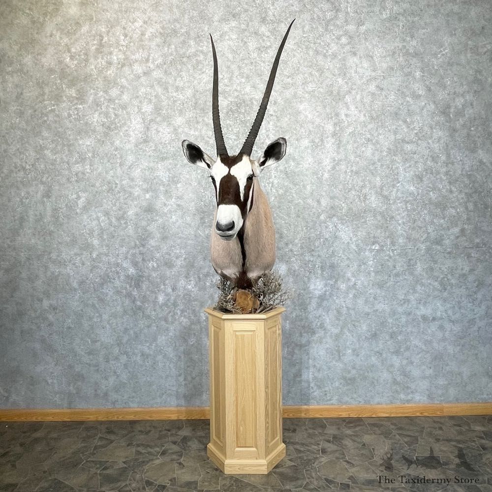 Gemsbok Oryx Shoulder Pedestal Mount For Sale #24981 @ The Taxidermy Store