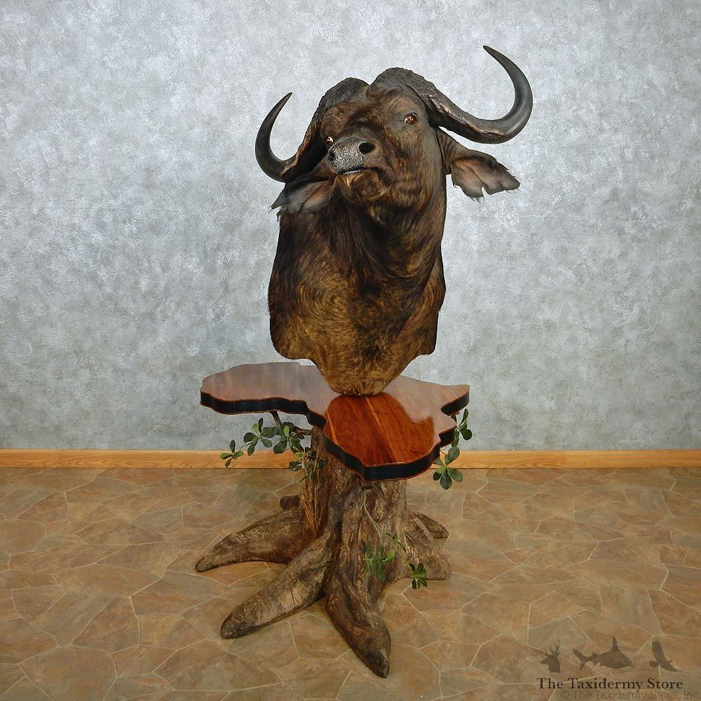 African Cape Buffalo Pedestal Taxidermy Shoulder Mount #12768 For Sale @ The Taxidermy Store