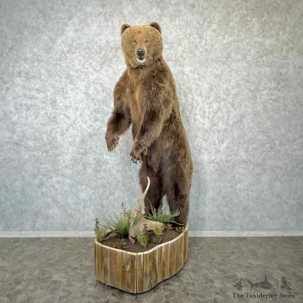Brown Bear Life Size Mount For Sale #30363 @ The Taxidermy Store
