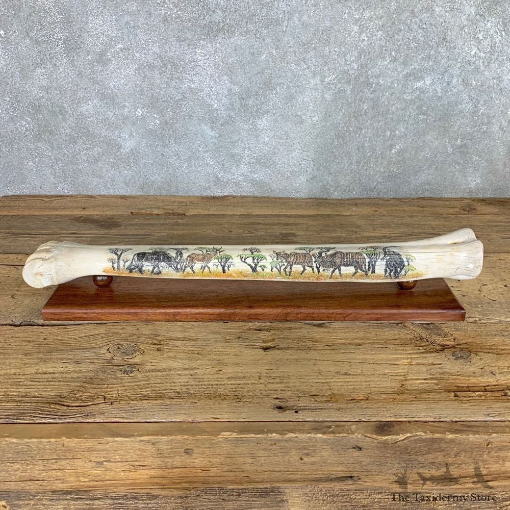 Scrimshaw Giraffe Bone For Sale #22386 @ The Taxidermy Store