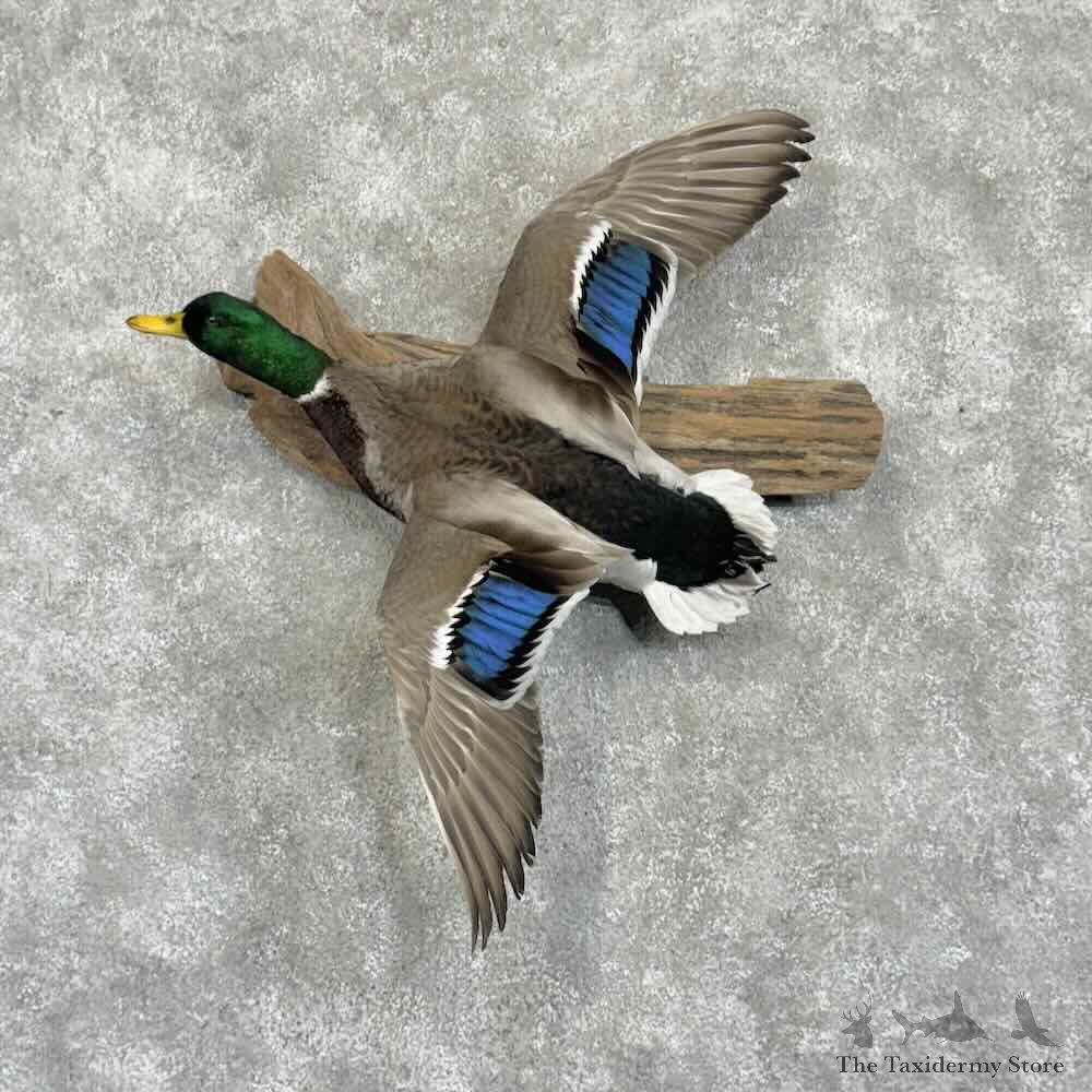 Mallard Duck Drake Bird Mount For Sale #31050 @ The Taxidermy Store