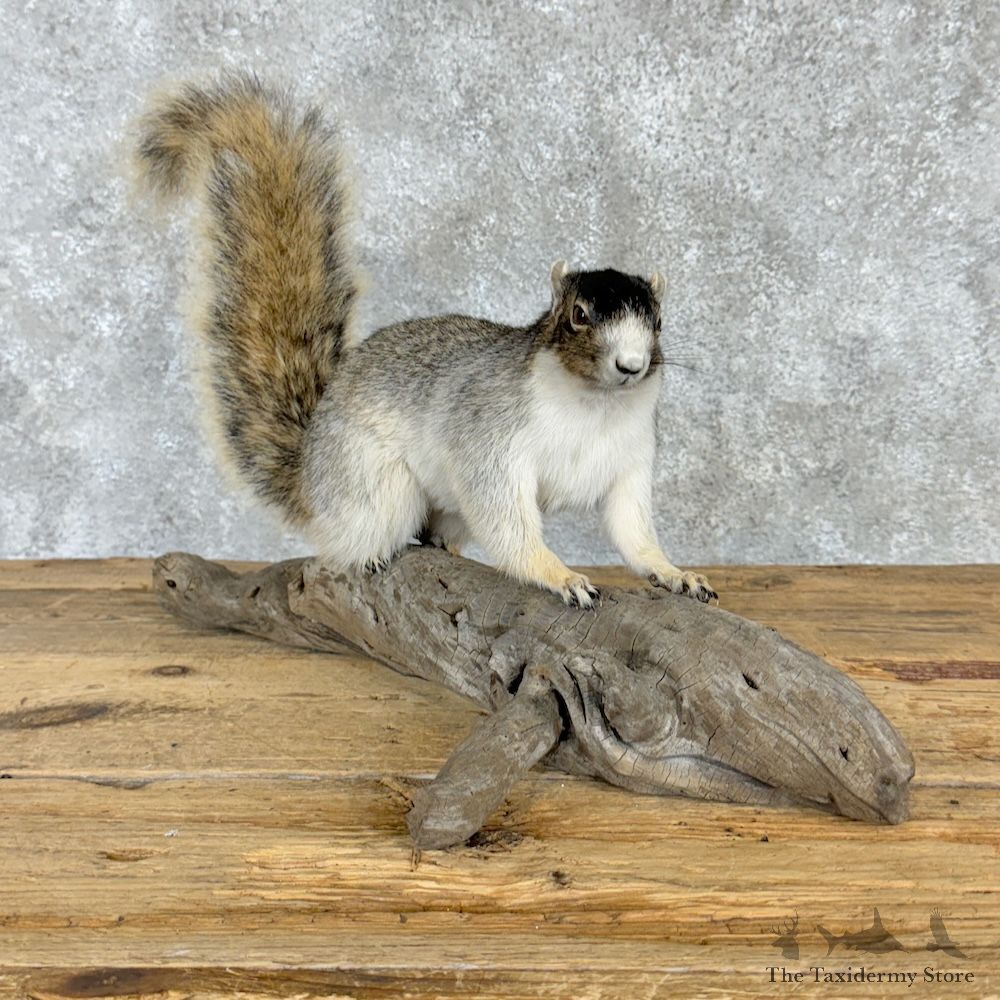 Shermans Fox Squirrel Mount For Sale #29739 @ The Taxidermy Store