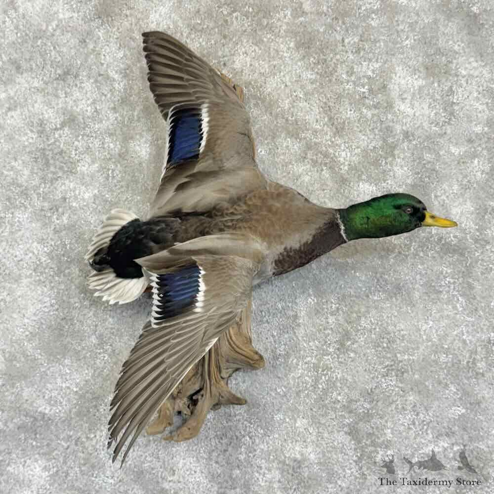 Mallard Duck Drake Bird Mount For Sale #31052 @ The Taxidermy Store