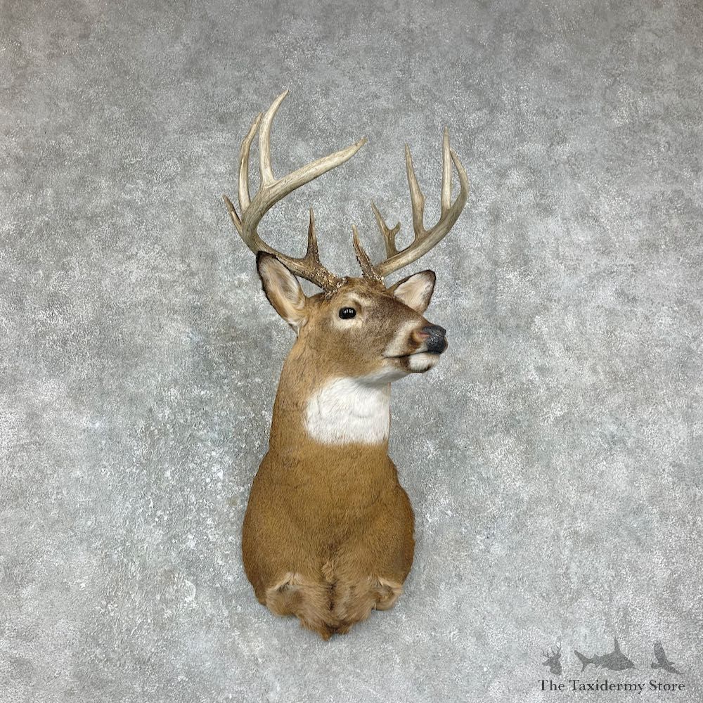 Whitetail Deer Shoulder Mount For Sale #25867 @ The Taxidermy Store