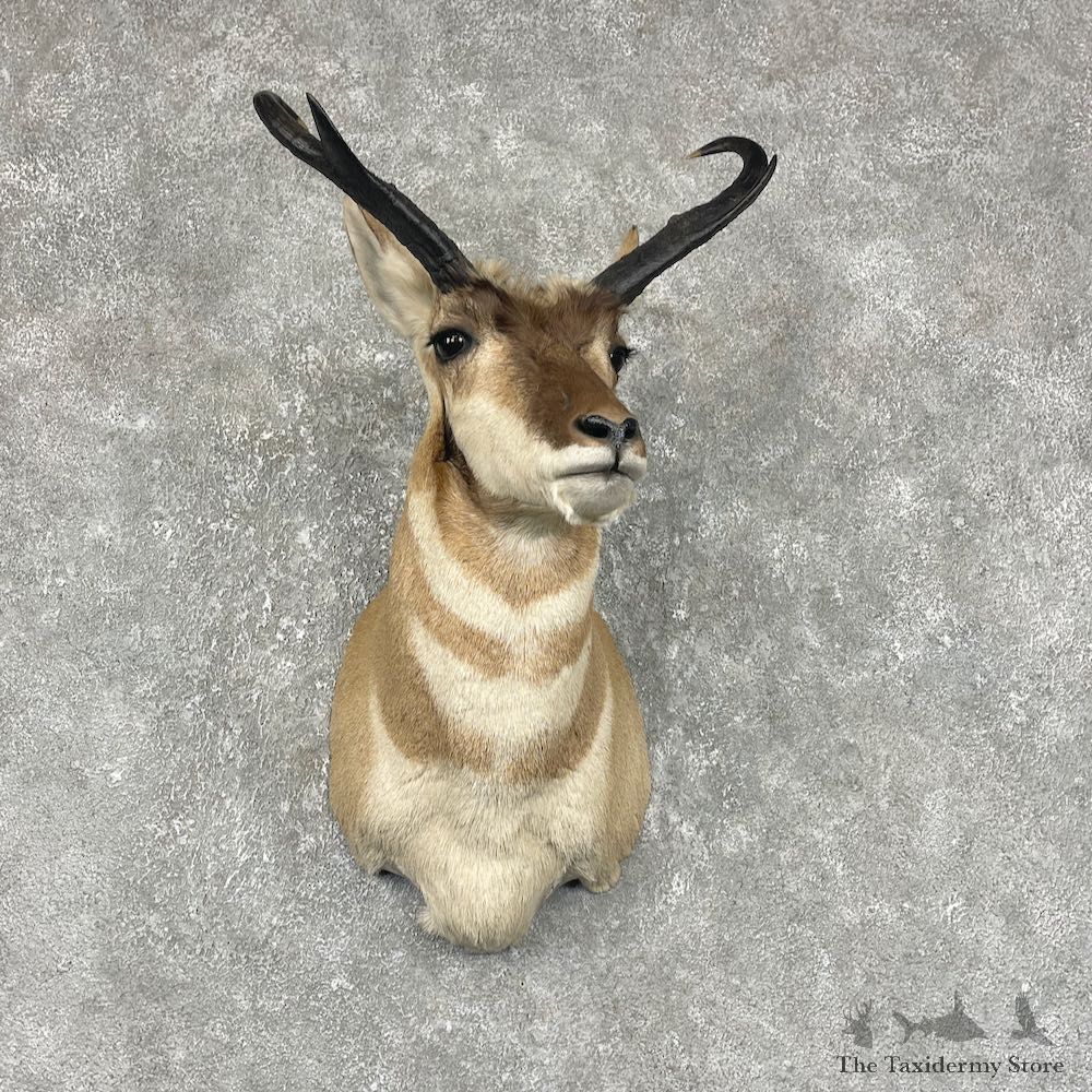 Pronghorn Taxidermy Shoulder Mount #25480 For Sale @ The Taxidermy Store