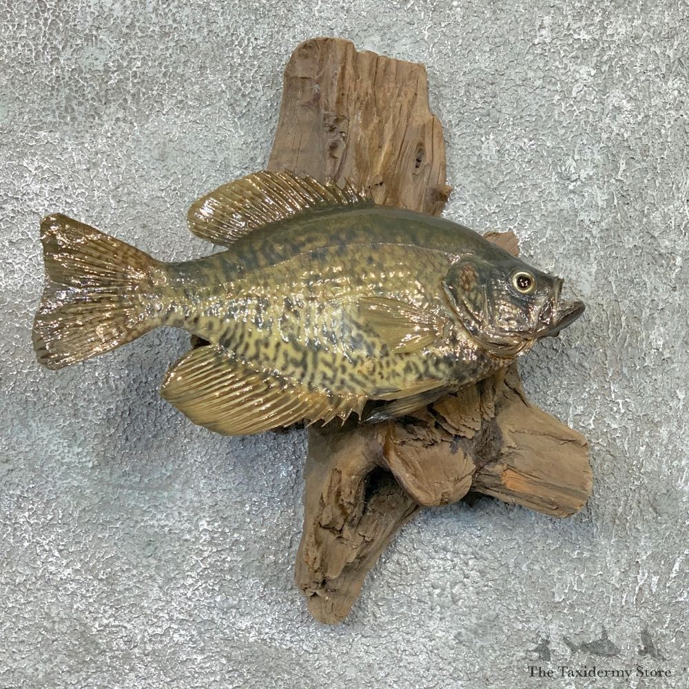 Black Crappie Taxidermy Fish Mount #22566 For Sale @ The Taxidermy Store