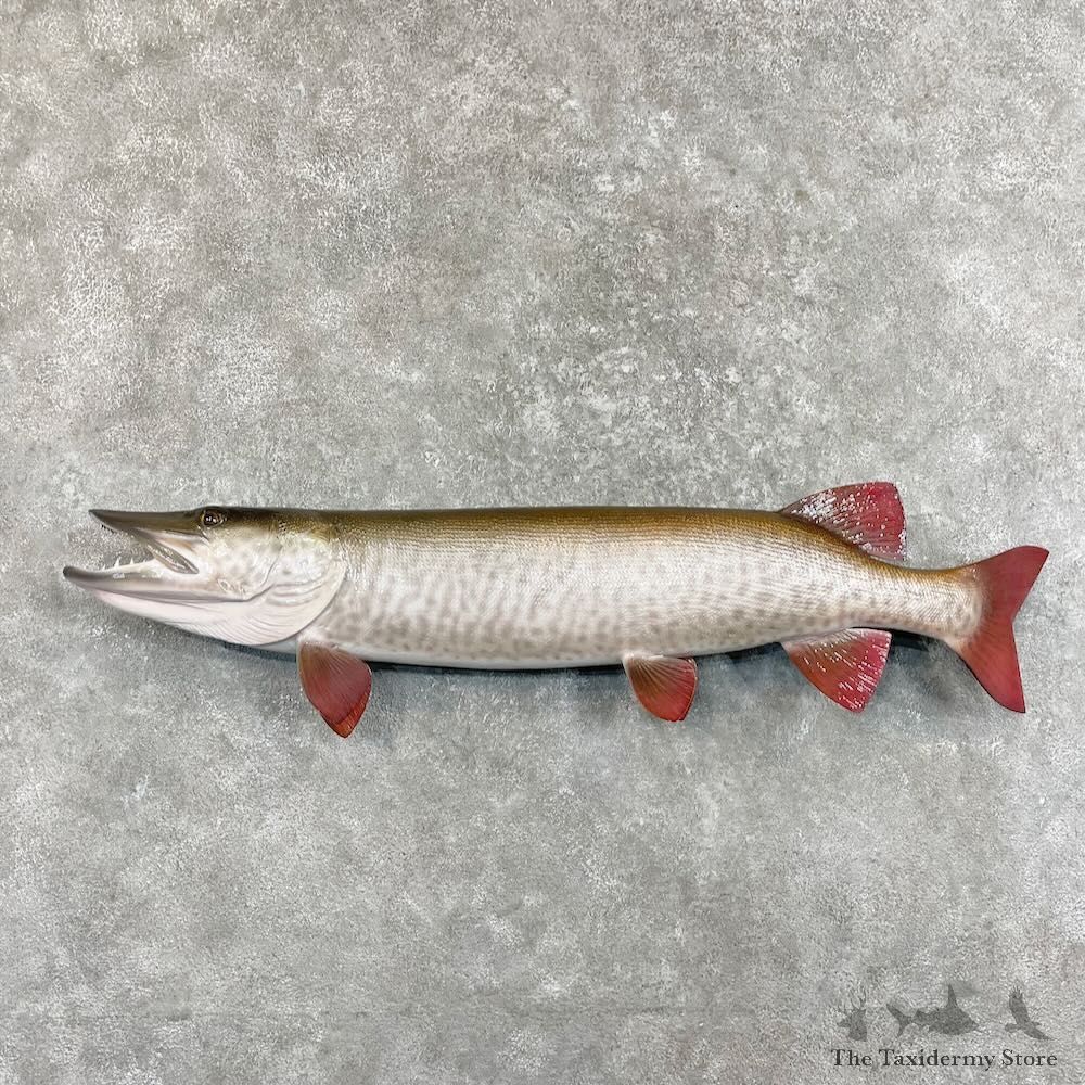 Reproduction Muskellunge Fish Mount For Sale #27527 @ The Taxidermy Store