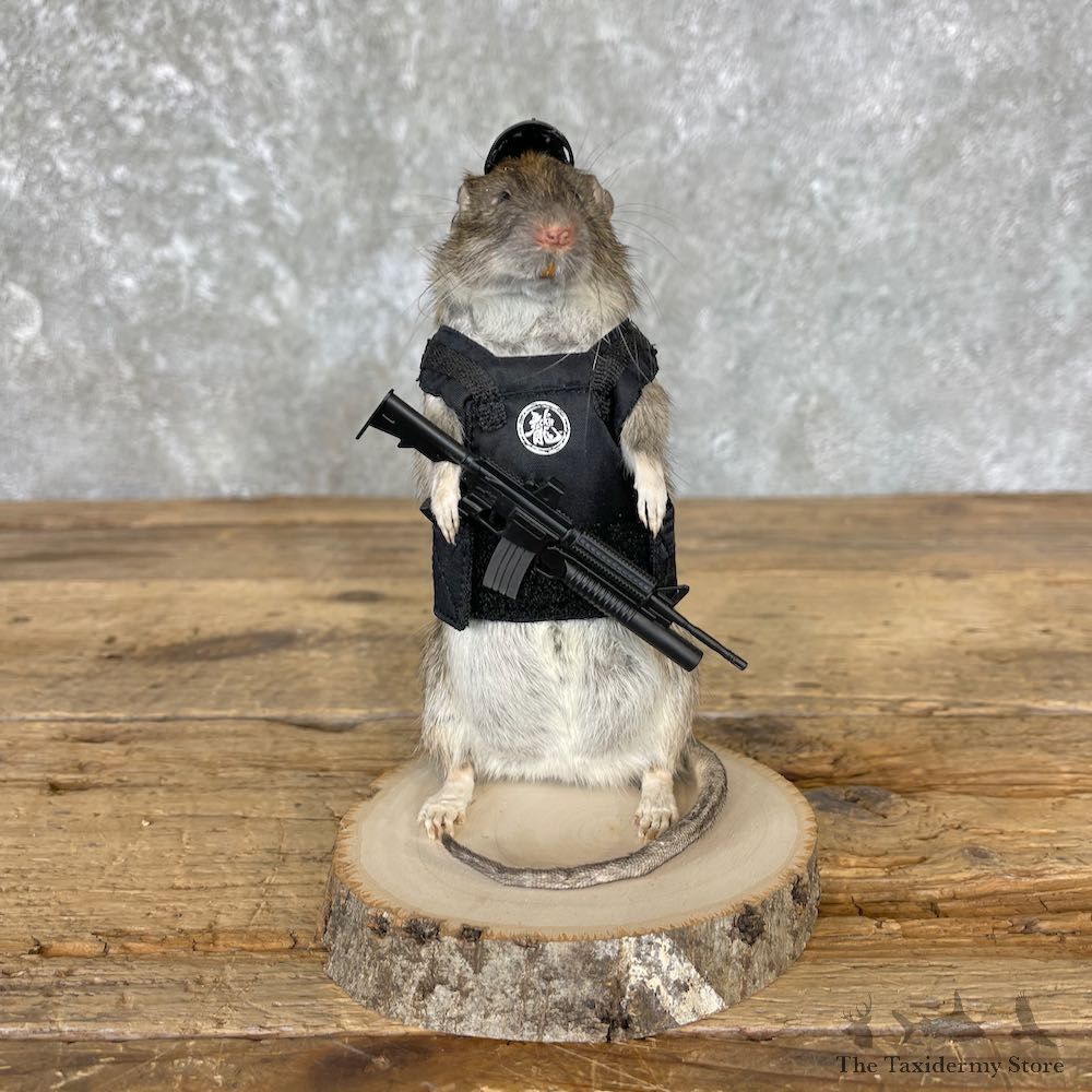 Tactical Rat Novelty Mount For Sale #26534 @ The Taxidermy Store