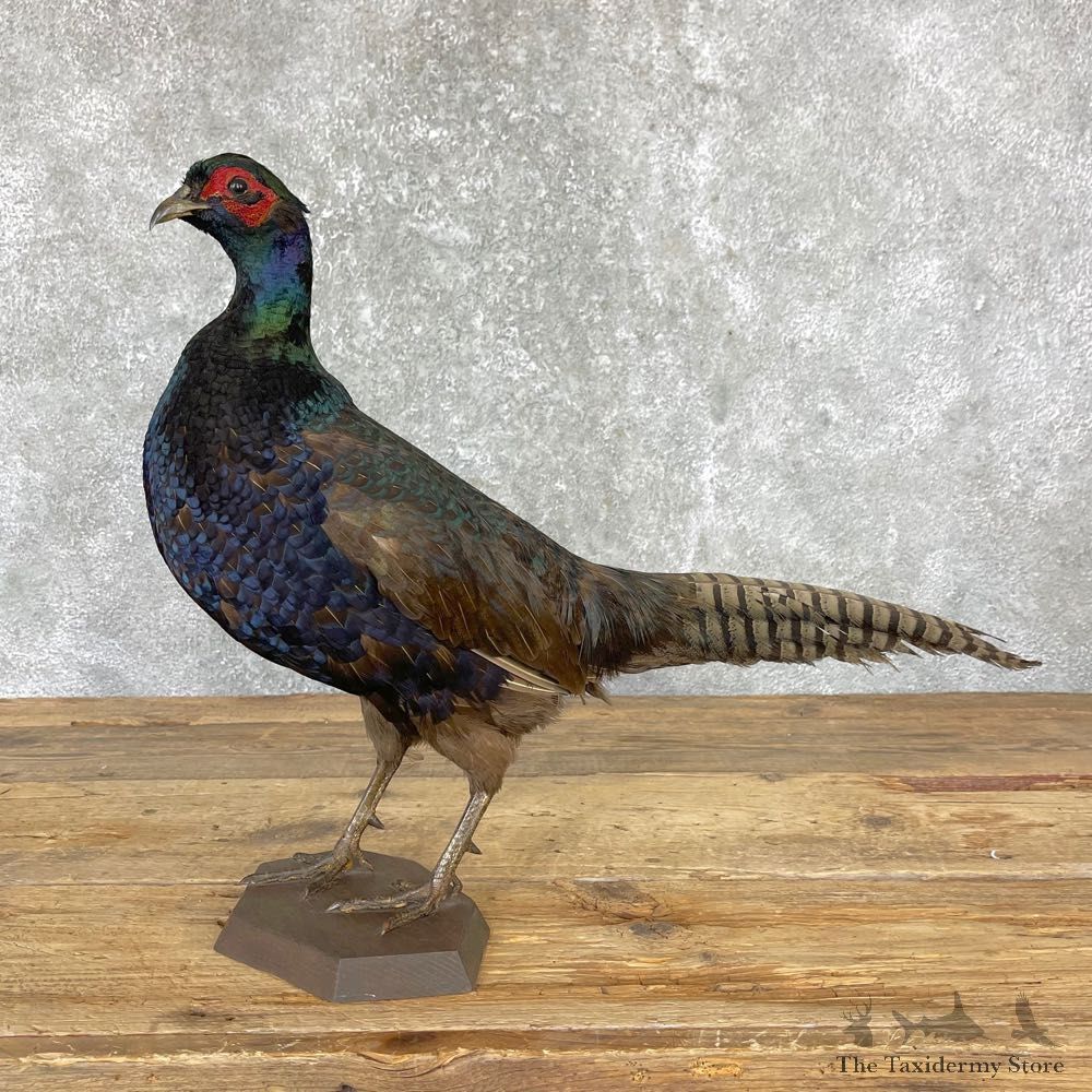 Black Pheasant Bird Mount For Sale #24716 @ The Taxidermy Store