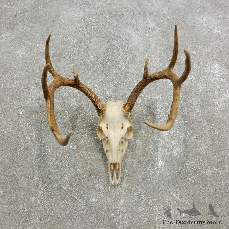 Whitetail Deer Skull European Mount For Sale #17588 @ The Taxidermy Store