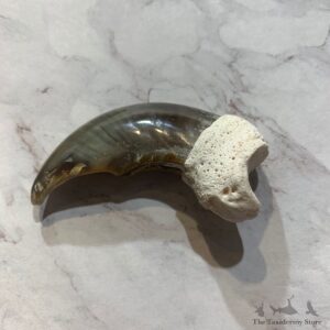 Polar Bear Claw Taxidermy For Sale #20651 - The Taxidermy Store
