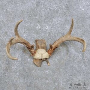 Whitetail Deer Antler Mount For Sale #14293 @ The Taxidermy Store