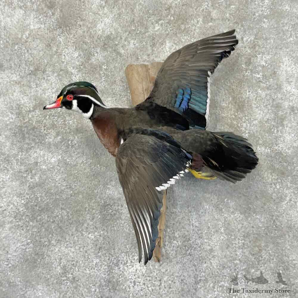 Wood Duck Drake Bird Mount For Sale #31939 @ The Taxidermy Store