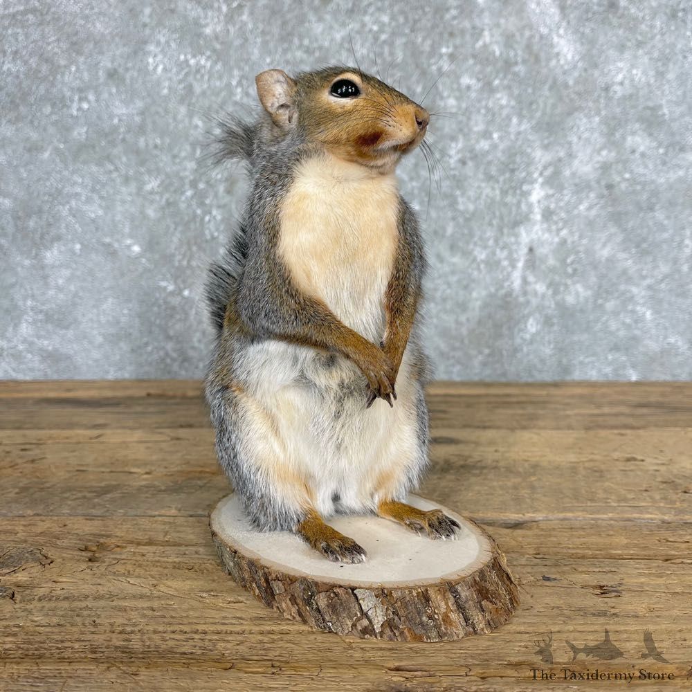 Grey Squirrel Life-Size Mount For Sale #24429 @ The Taxidermy Store