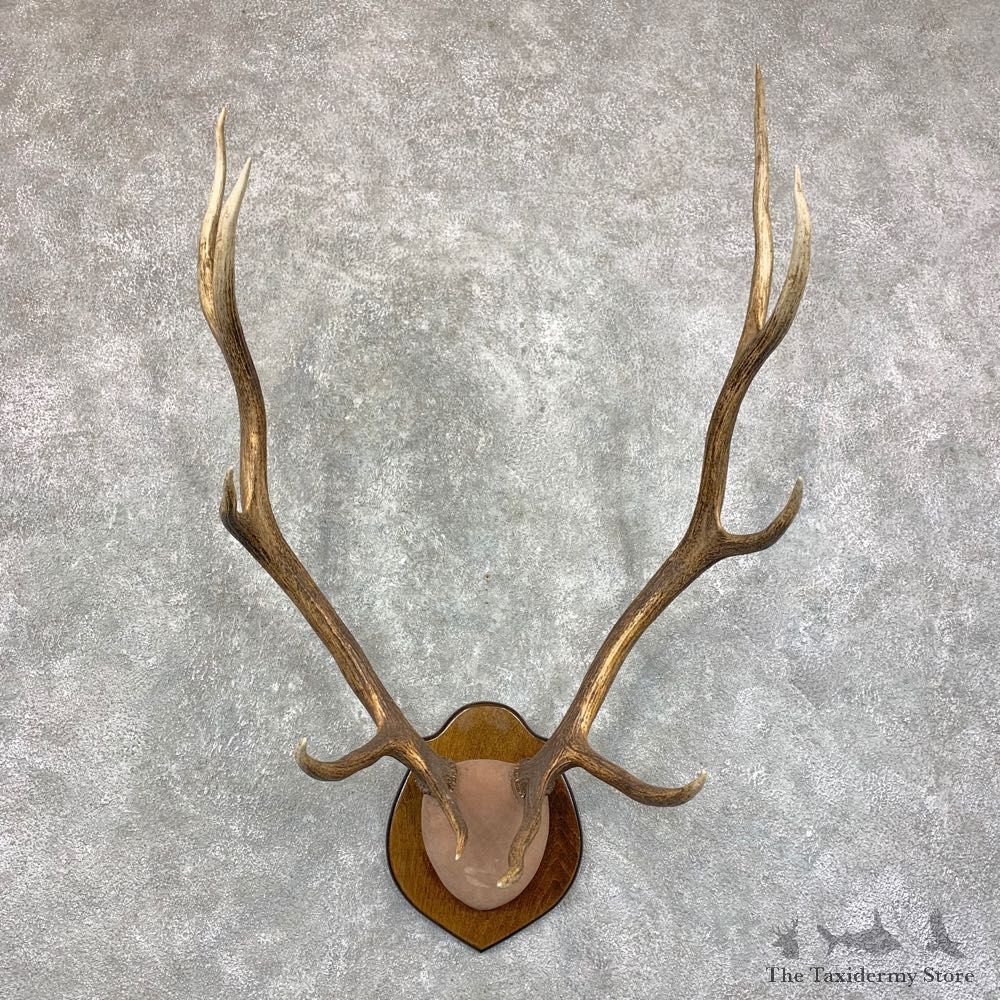 Rocky Mountain Elk Plaque Mount For Sale #22866 @ The Taxidermy Store