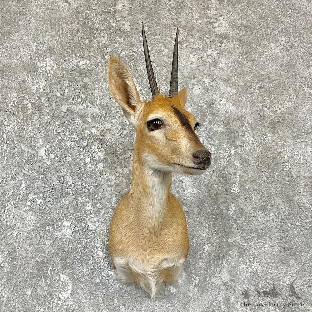 Bush Duiker Shoulder Mount For Sale #28914 @ The Taxidermy Store