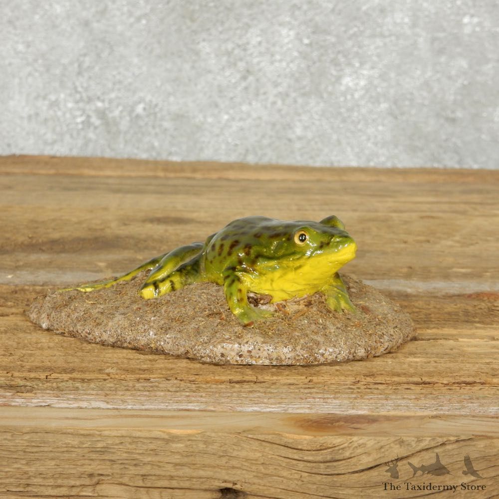 Bull Frog Replica Reproduction Mount For Sale #14164 @ The Taxidermy Store