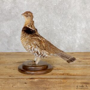 Ruffed Grouse Bird Mount For Sale #19771 @ The Taxidermy Store