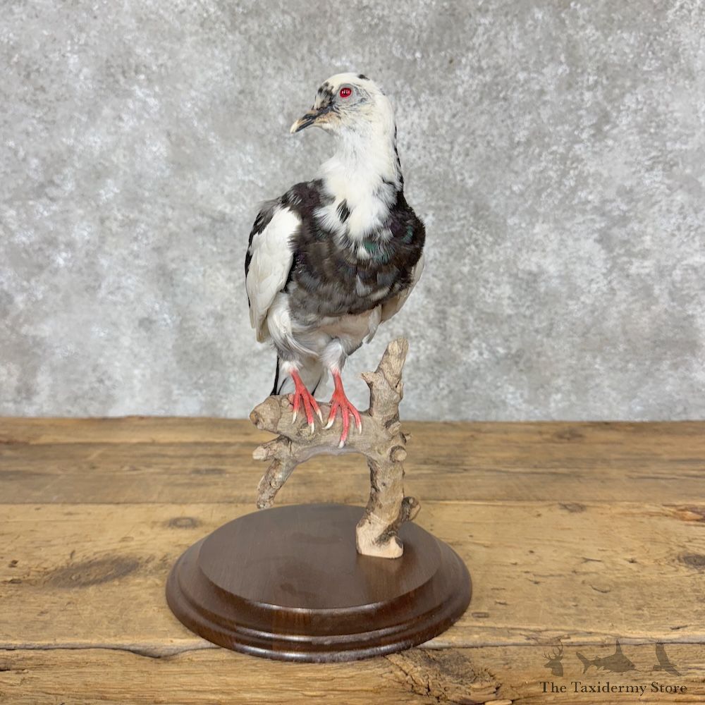 Pied Common Pigeon Life Size Mount For Sale #30124 @ The Taxidermy Store