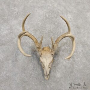 Whitetail Deer Skull European Mount For Sale #20307 @ The Taxidermy Store