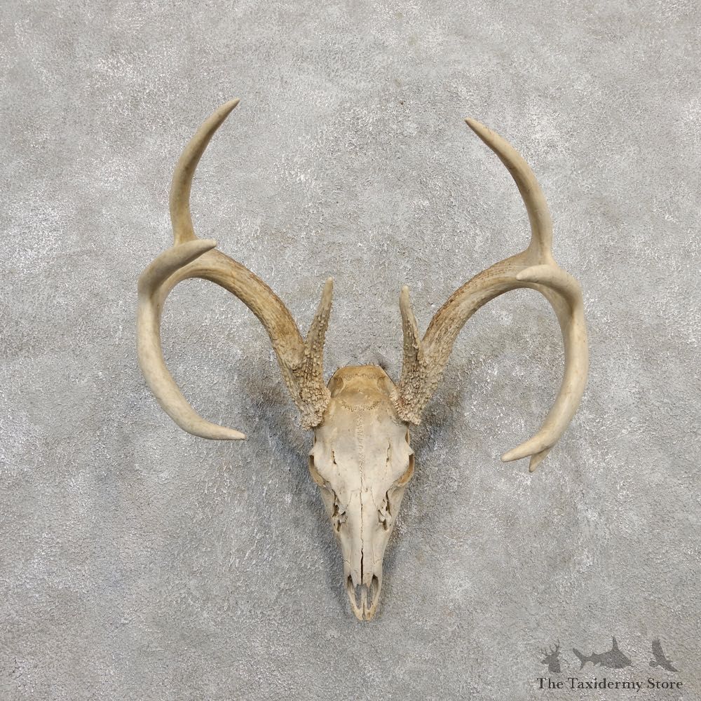 Whitetail Deer Skull European Mount For Sale #20307 @ The Taxidermy Store