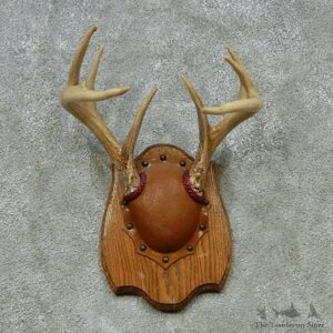 Whitetail Deer Antlers Plaque Taxidermy Mount #13106 For Sale @ The Taxidermy Store