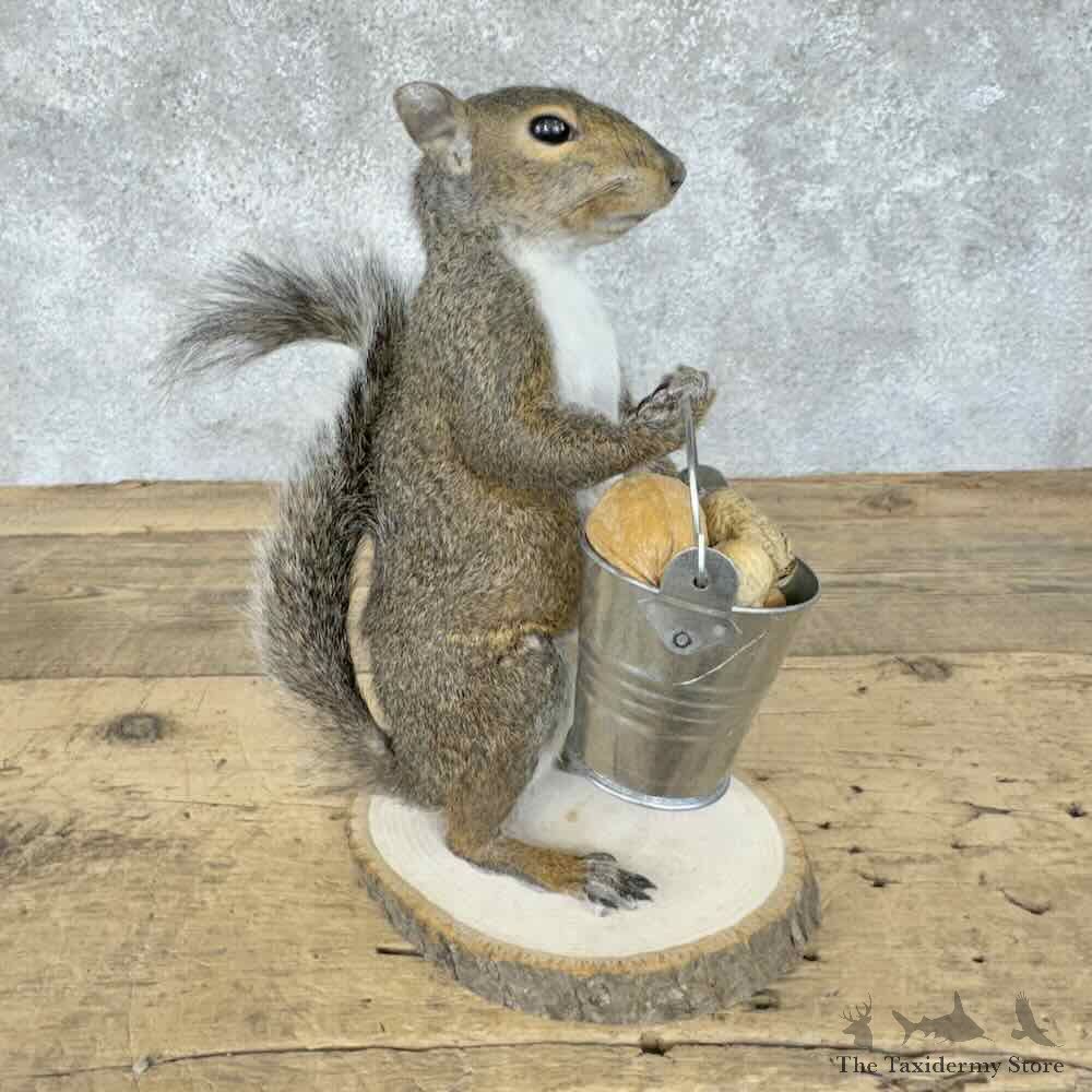 Grey Squirrel Novelty Mount For Sale #30587 @ The Taxidermy Store