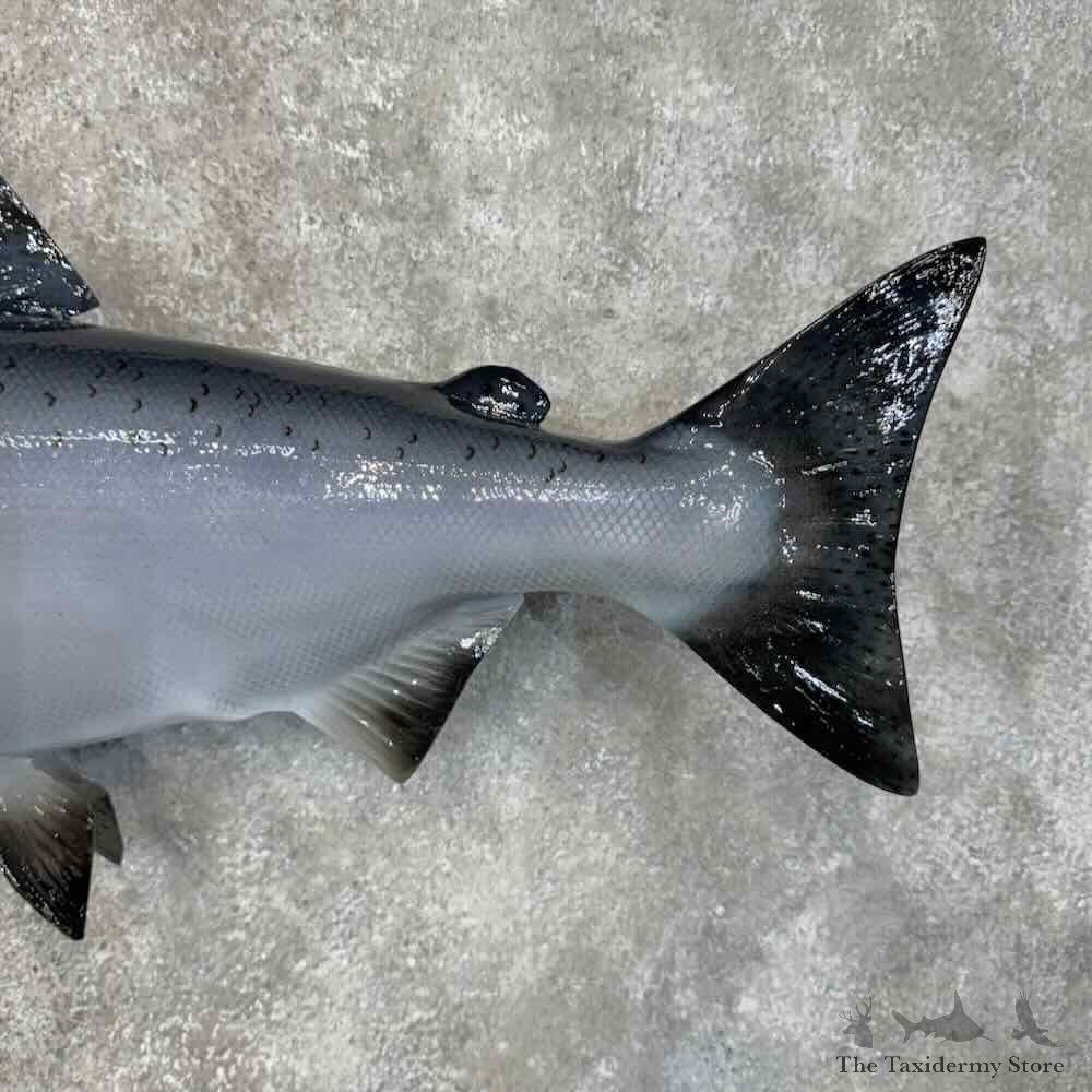 King Chinook Salmon Fish Mount For Sale #30447 @ The Taxidermy Store