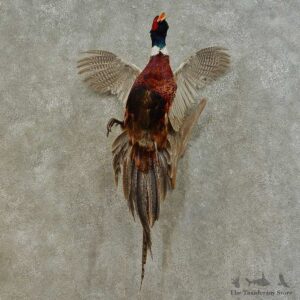 Ringneck Pheasant Bird Mount For Sale #16485 @ The Taxidermy Store
