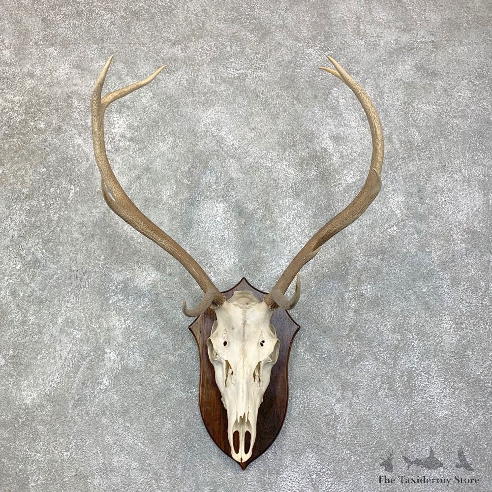 Red Deer Skull Antler European Mount For Sale #22862 @ The Taxidermy Store