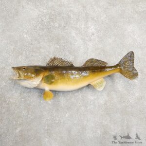Walleye Taxidermy Fish Mount #20884 For Sale @ The Taxidermy Store