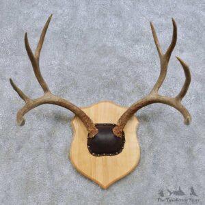 Mule Deer Antler Mount For Sale #14655 @ The Taxidermy Store