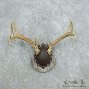 Whitetail Deer Antler Plaque Mount For Sale #18429 @ The Taxidermy Store