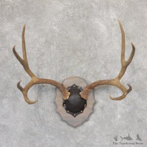 Mule Deer Taxidermy Antler Plaque #18997 For Sale @ The Taxidermy Store