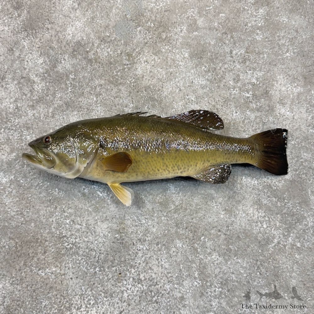 Largemouth Bass Fish Mount For Sale #30087 @ The Taxidermy Store
