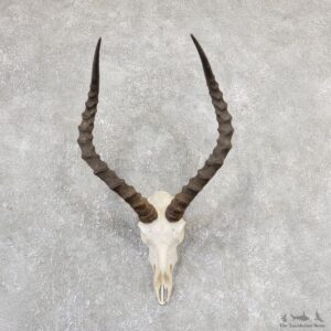 Impala Skull & Horn European Mount For Sale #19321 @ The Taxidermy Store