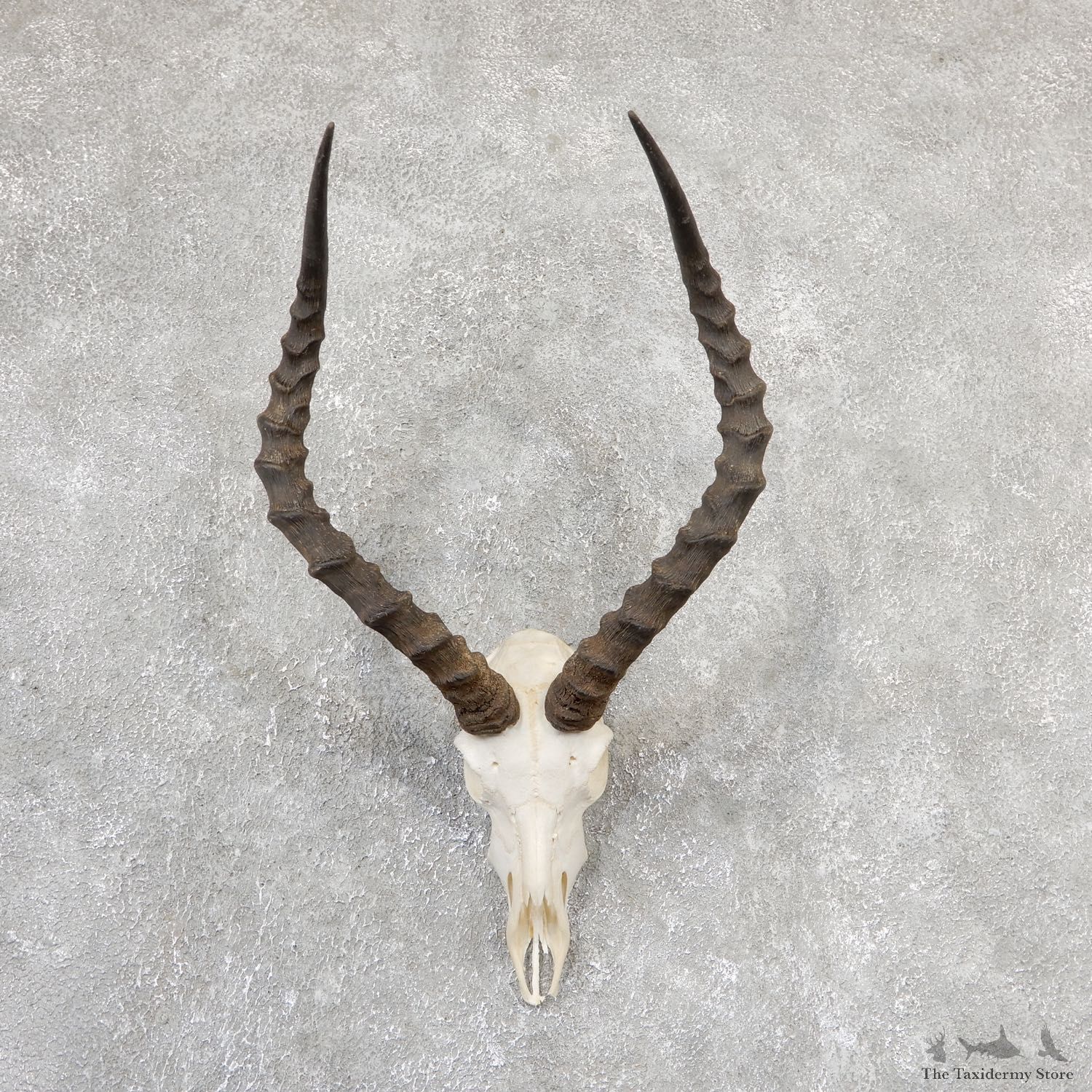 Impala Skull & Horn European Mount For Sale #19321 @ The Taxidermy Store