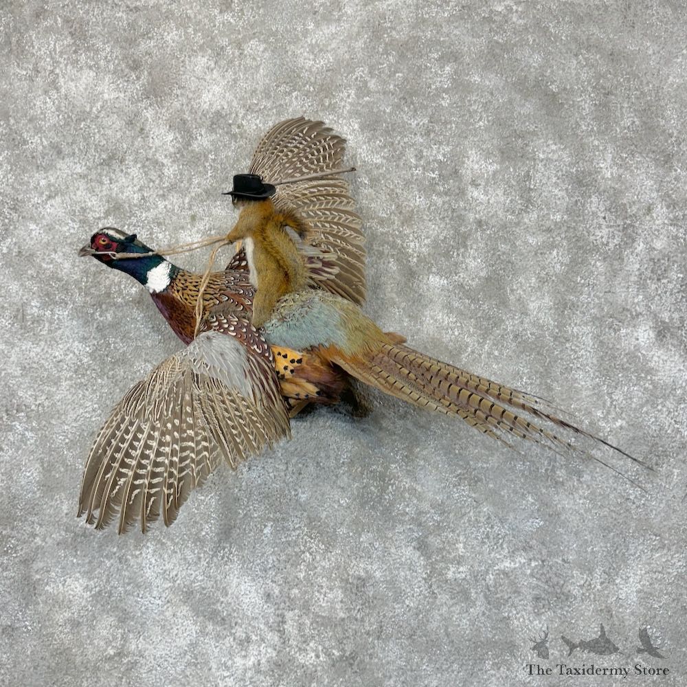 Red Squirrel & Ringneck Pheasant Novelty Mount For Sale #29565 @ The Taxidermy Store