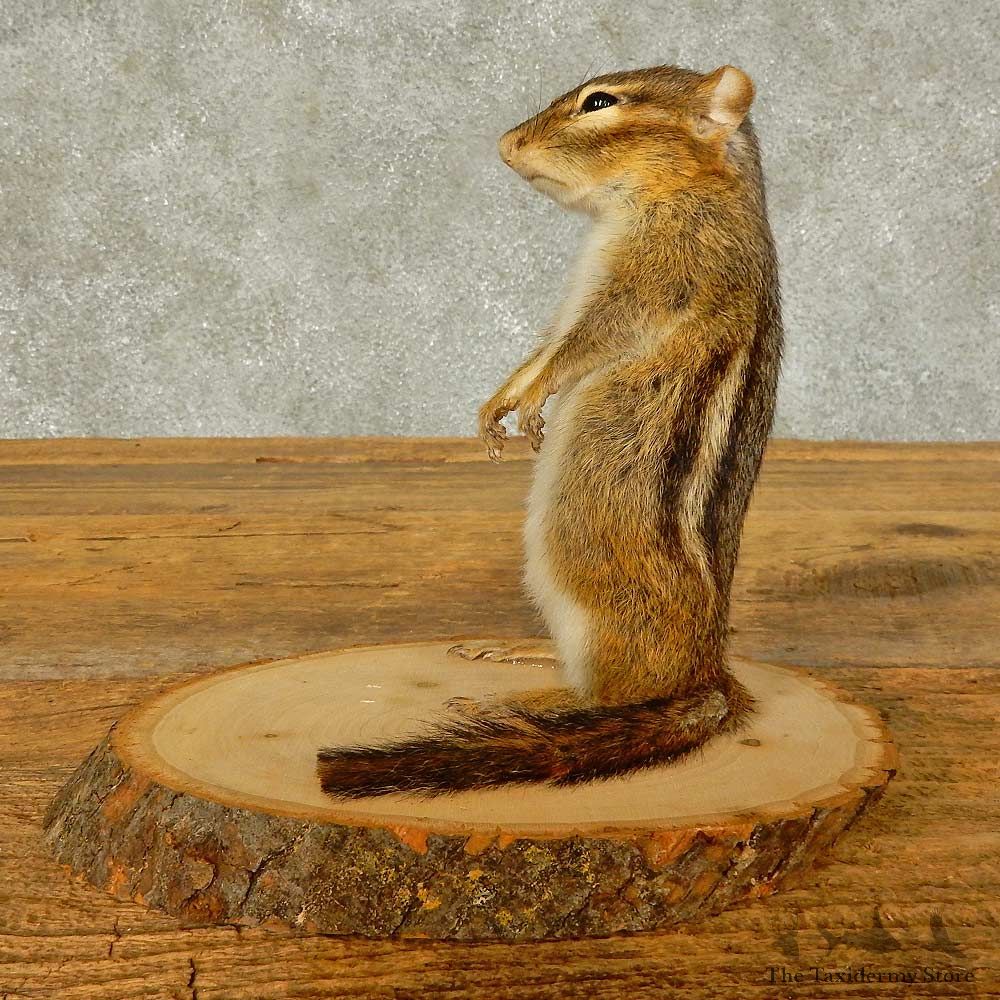 Chipmunk Life-Size Mount For Sale #16328 @ The Taxidermy Store