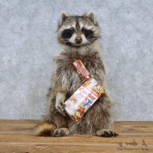 Novelty Raccoon Mount For Sale #15182 @ The Taxidermy Store