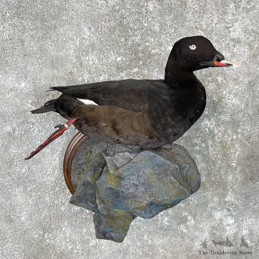 White-winged Scoter Bird Mount For Sale #26953 @ The Taxidermy Store
