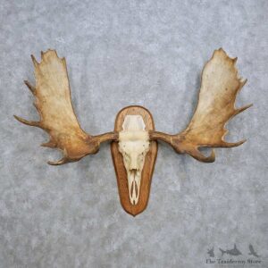 Moose Skull Antler European Taxidermy Mount For Sale #14440 @ The Taxidermy Store