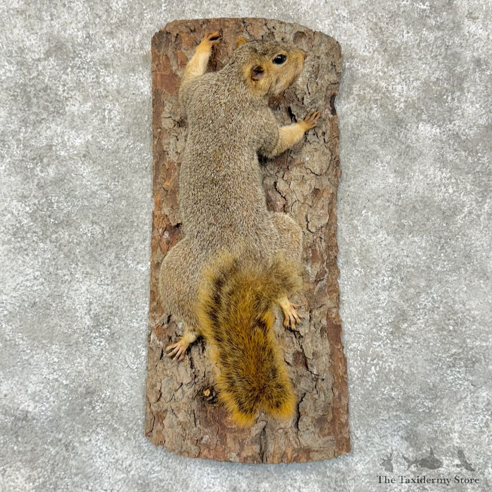 Fox Squirrel Life-Size Mount For Sale #29567 @ The Taxidermy Store