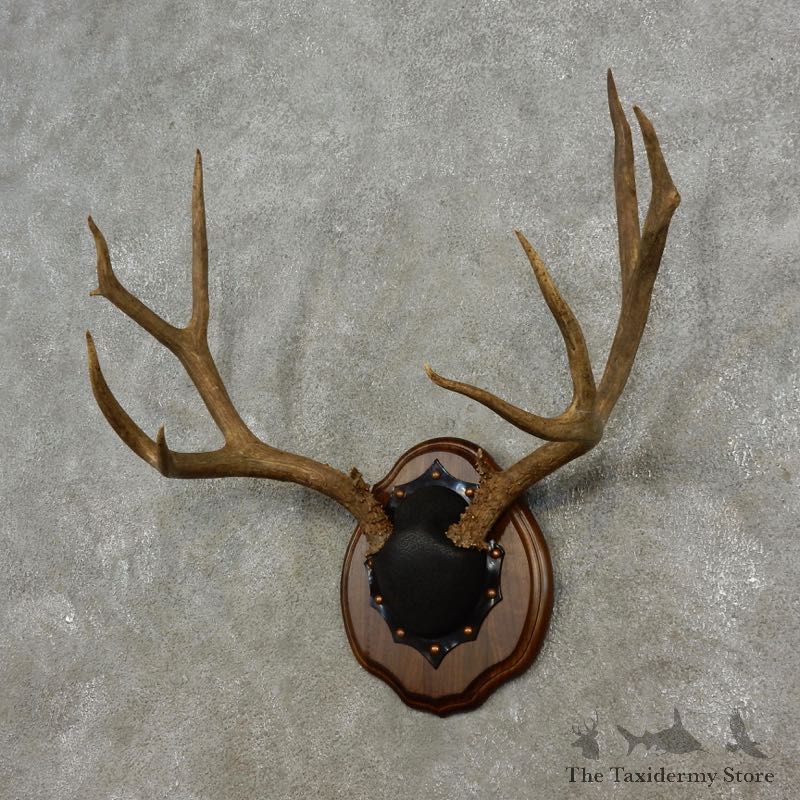 Mule Deer Taxidermy European Antler Plaque #17302 For Sale @ The Taxidermy Store