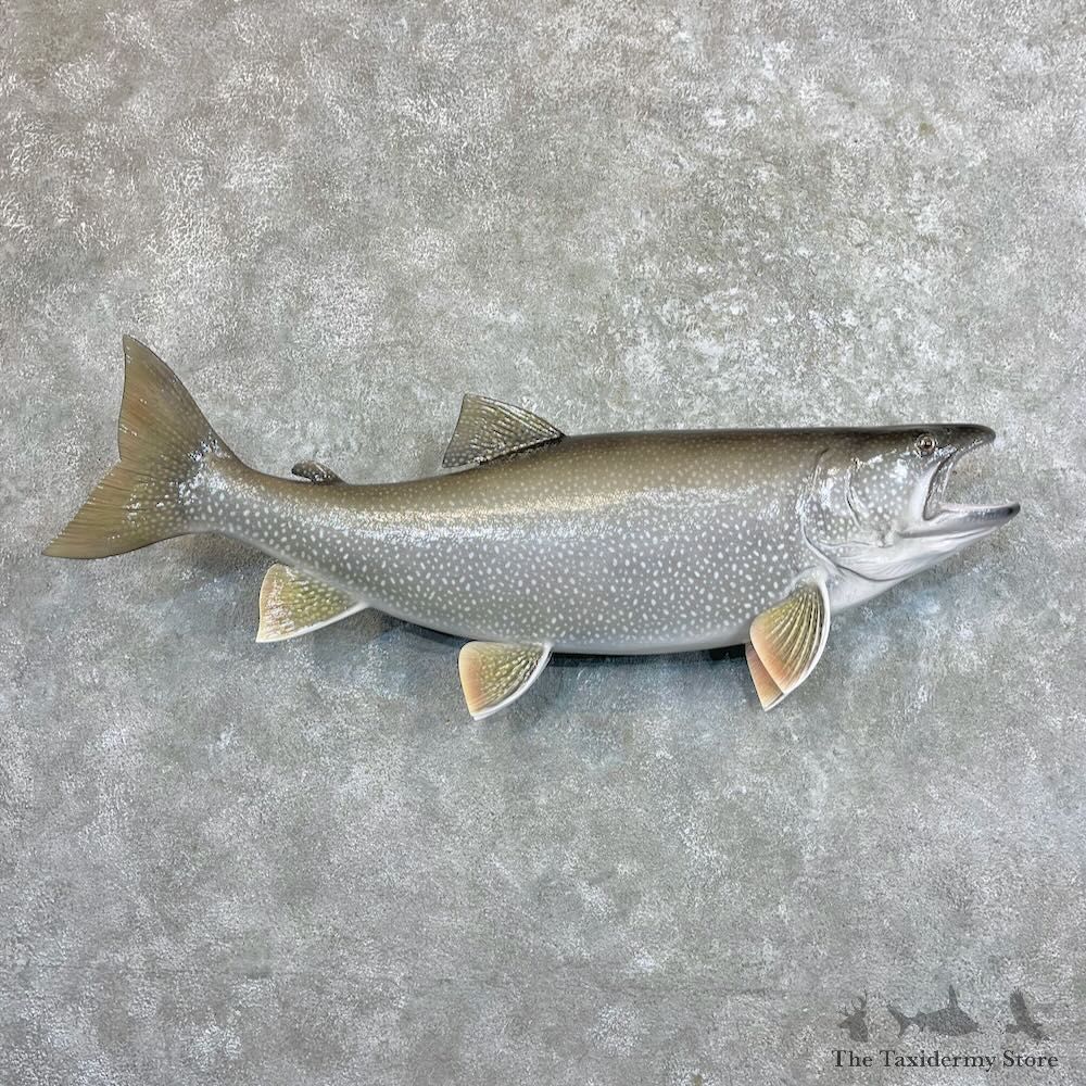 Lake Trout Freshwater Fish Mount For Sale #27535 @ The Taxidermy Store