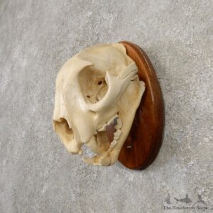 Mountain Lion Cougar Full Skull For Sale #20553 @ The Taxidermy Store