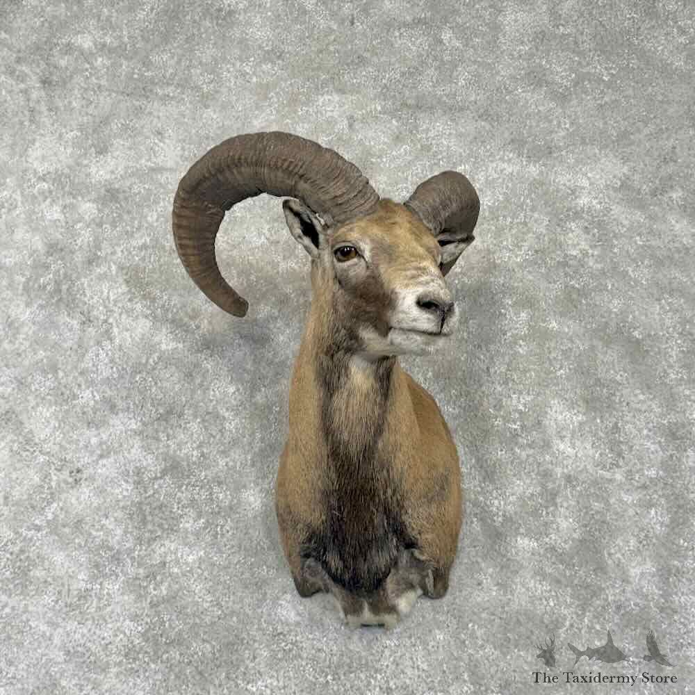 Armenian Mouflon Shoulder Mount For Sale #31751 @ The Taxidermy Store